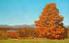 windham ny - autumn.jpg (267288 bytes)